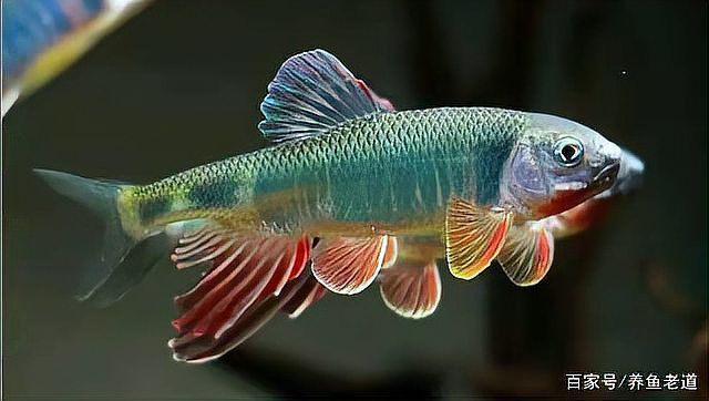 龍魚過世后，魚缸需要消毒幾次（養(yǎng)水龍魚小參謀,魚缸消毒別再作死!）
