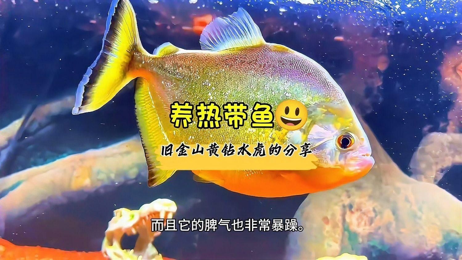 如何判斷龍魚和水虎魚是否適應(yīng)？（如何判斷水虎魚是否適合養(yǎng)魚） 如何判斷龍魚和水虎魚是否適應(yīng)？（如何判斷水虎魚是否適合養(yǎng)魚） 龍魚百科 第2張