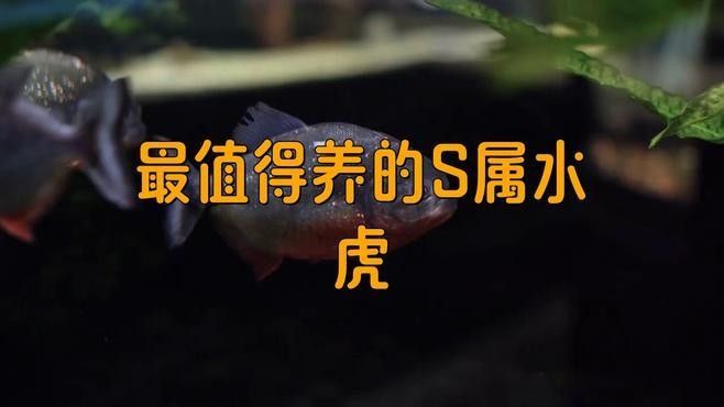 如何判斷龍魚和水虎魚是否適應(yīng)？（如何判斷水虎魚是否適合養(yǎng)魚） 如何判斷龍魚和水虎魚是否適應(yīng)？（如何判斷水虎魚是否適合養(yǎng)魚） 龍魚百科 第3張
