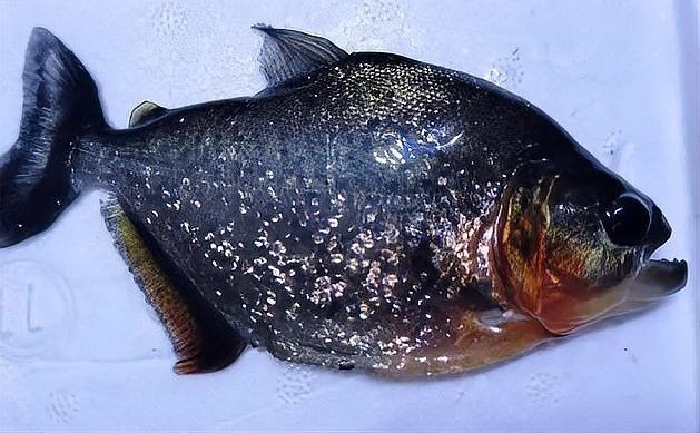 如何判斷龍魚和水虎魚是否適應(yīng)？（如何判斷水虎魚是否適合養(yǎng)魚） 如何判斷龍魚和水虎魚是否適應(yīng)？（如何判斷水虎魚是否適合養(yǎng)魚） 龍魚百科 第7張
