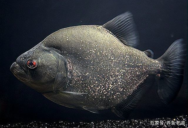 如何判斷龍魚和水虎魚是否適應(yīng)？（如何判斷水虎魚是否適合養(yǎng)魚） 如何判斷龍魚和水虎魚是否適應(yīng)？（如何判斷水虎魚是否適合養(yǎng)魚） 龍魚百科 第5張