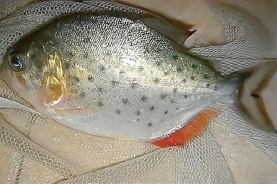 如何判斷龍魚和水虎魚是否適應(yīng)？（如何判斷水虎魚是否適合養(yǎng)魚） 如何判斷龍魚和水虎魚是否適應(yīng)？（如何判斷水虎魚是否適合養(yǎng)魚） 龍魚百科 第6張