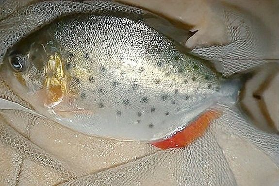 如何判斷龍魚和水虎魚是否適應(yīng)？（如何判斷水虎魚是否適合養(yǎng)魚） 如何判斷龍魚和水虎魚是否適應(yīng)？（如何判斷水虎魚是否適合養(yǎng)魚） 龍魚百科 第11張