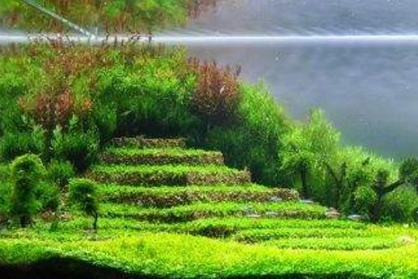 龍魚跳缸的原因有哪些呢（龍魚跳缸的原因有哪些呢視頻） 龍魚跳缸的原因有哪些呢（龍魚跳缸的原因有哪些呢視頻） 觀賞魚百科