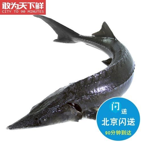 給我一份鱘龍魚的價格表（鱘龍魚價格行情走勢(鱘魚批發價格表）