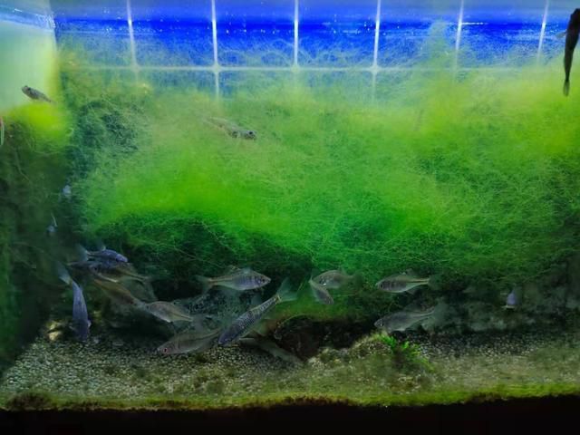 龍魚需要殺菌燈嗎？（龍魚缸使用殺菌燈有哪些品牌推薦）