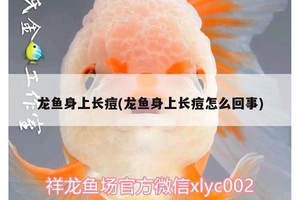 鸚鵡魚和銀龍魚混養怎樣喂食 龍魚身上長痘(龍魚身上長痘怎么回事) 觀賞魚百科 龍魚身上長痘(龍魚身上長痘怎么回事) 龍魚身上長痘(龍魚身上長痘怎么回事) 觀賞魚百科