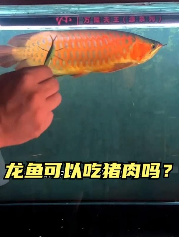 龍魚能喂豬肉嗎（龍魚可以吃豬肉嗎） 龍魚能喂豬肉嗎（龍魚可以吃豬肉嗎） 觀賞魚百科 第1張
