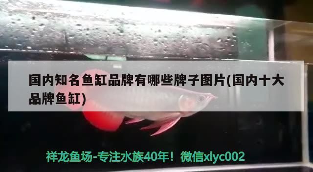國內知名魚缸品牌有哪些牌子圖片(國內十大品牌魚缸)（國內十大名牌魚缸品牌）