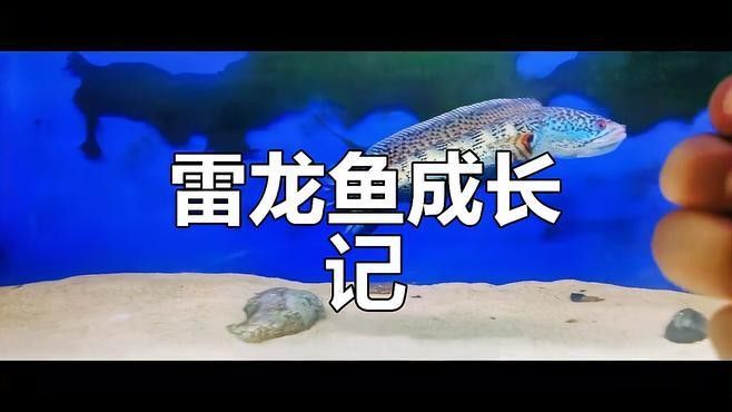 如何挑選狀態穩定的雷龍魚（如何挑選一條狀態穩定的雷龍魚） 如何挑選狀態穩定的雷龍魚（如何挑選一條狀態穩定的雷龍魚） 龍魚百科 第8張