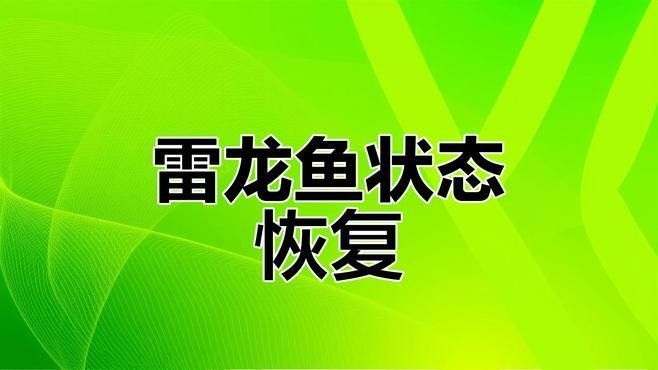 如何挑選狀態穩定的雷龍魚（如何挑選一條狀態穩定的雷龍魚） 如何挑選狀態穩定的雷龍魚（如何挑選一條狀態穩定的雷龍魚） 龍魚百科 第10張