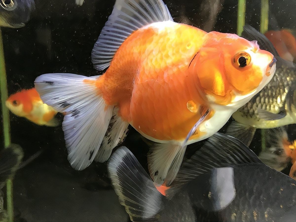 金龍魚和錦鯉可以混養嗎（u分士大資訊錦鯉與金魚完美共舞:龍魚和錦鯉能混養嗎）
