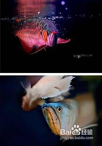 黑云魚和哪些龍魚品種混養最佳（醬北夜藍申可以跟龍魚混養的魚有哪些一起混養的魚）