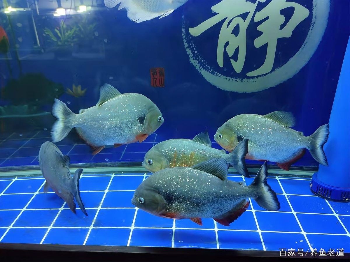 龍魚鰭恢復期間需要多久停食一次