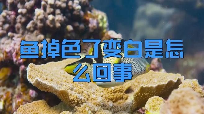 金龍魚體表變白如何治療？（金龍魚體表變白怎么辦）