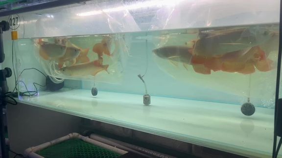 給我推薦更多紅龍魚開箱視頻（紅龍魚開箱全攻略**《紅龍魚開箱全攻略》）