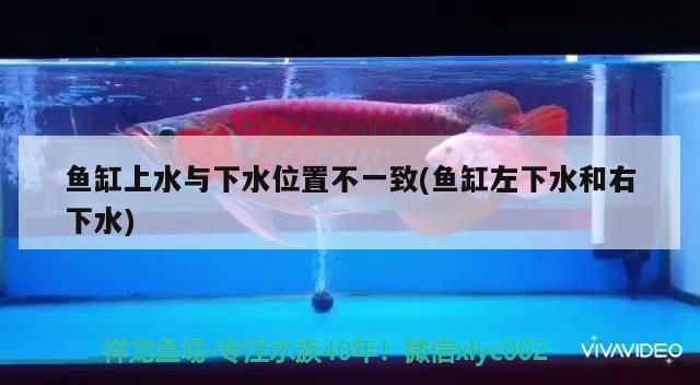 金龍魚水溫最低多少度（金龍魚的適宜溫度是多少度）（***水溫范圍適宜水溫范圍在20°c至28°c之間）