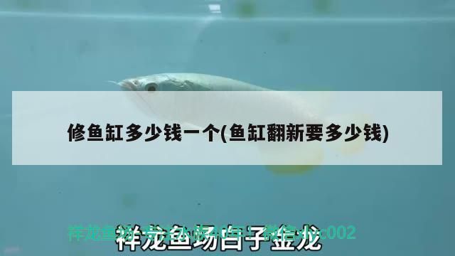 金龍魚水溫最低多少度（金龍魚的適宜溫度是多少度）（***水溫范圍適宜水溫范圍在20°c至28°c之間）
