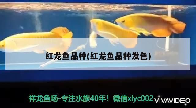 紅龍魚品種(紅龍魚品種發色) 紅龍魚品種(紅龍魚品種發色) 觀賞魚百科