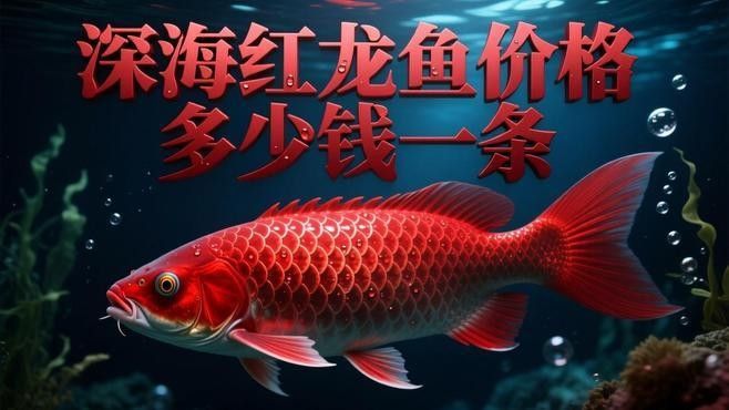 紅龍魚發(fā)色后價格會漲多少（紅龍魚發(fā)色后價格會漲多少紅龍魚發(fā)色后價格會漲多少）