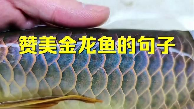 金龍魚廣告中哪條最感人？（金龍魚《吃飯》廣告中最感人的是那條“金龍魚與家人共度美好時光”）