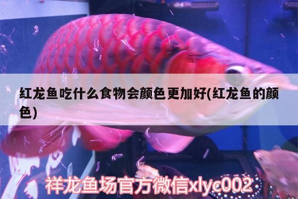 紅龍魚(yú)吃什么食物會(huì)顏色更加好(紅龍魚(yú)的顏色)