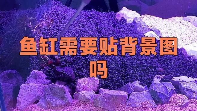 如何選擇適合龍魚缸的壁紙尺寸（如何安裝龍魚缸壁紙？） 如何選擇適合龍魚缸的壁紙尺寸（如何安裝龍魚缸壁紙？） 龍魚百科 第2張