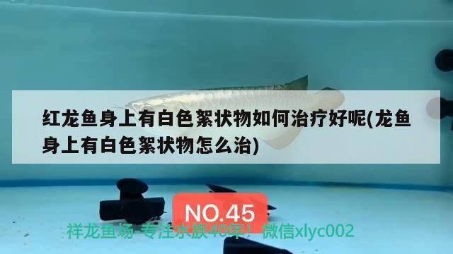 紅龍魚身上有白色絮狀物如何治療好呢(龍魚身上有白色絮狀物怎么治)（紅龍魚身上有白色絮狀物如何治療好呢）