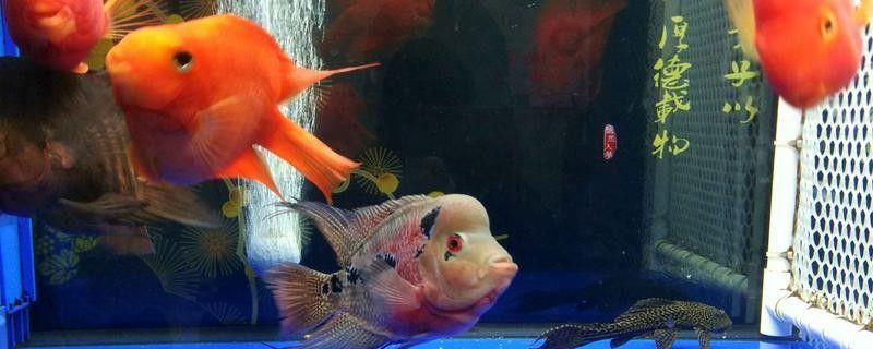 龍魚(yú)和羅漢混養(yǎng)需要多大的缸 龍魚(yú)和羅漢混養(yǎng)需要多大的缸 龍魚(yú)百科 第8張