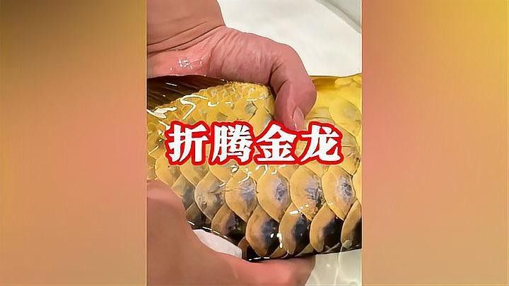 金龍魚打包時麻藥使用注意事項 金龍魚打包時麻藥使用注意事項 龍魚百科 第2張