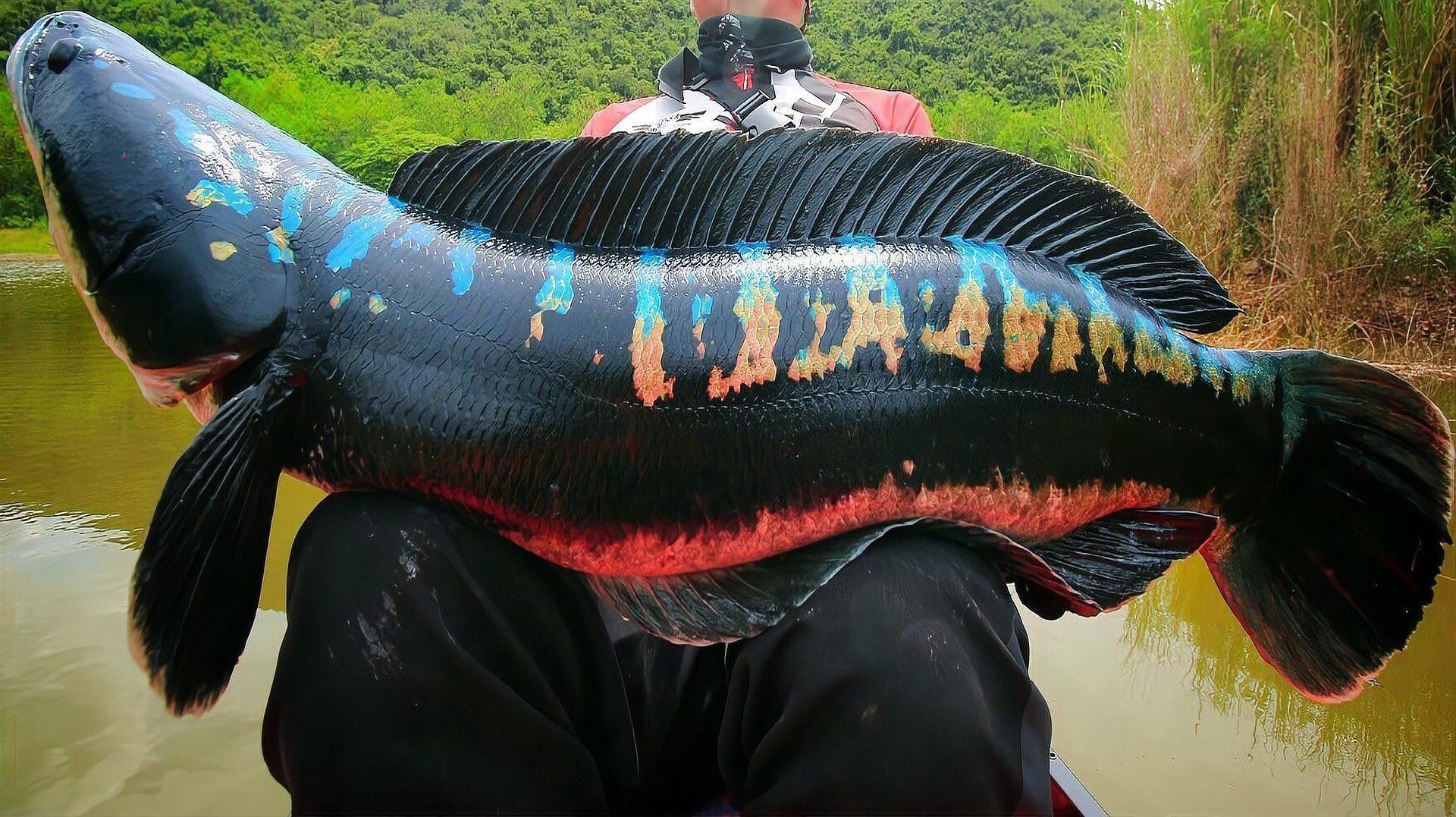 雷龍魚中哪個(gè)品種最兇