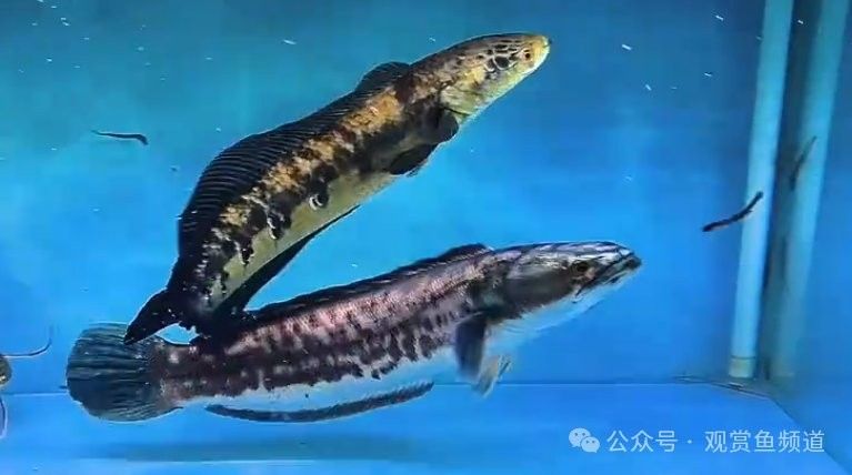 雷龍魚中哪個(gè)品種最兇