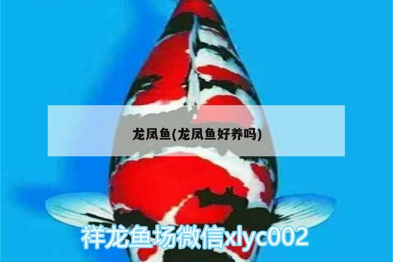 龍鳳魚(龍鳳魚好養嗎)