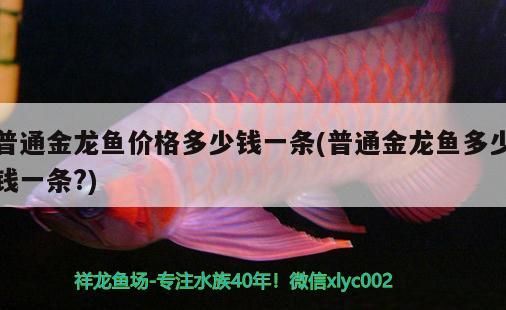 普通金龍魚價(jià)格多少錢一條(普通金龍魚多少錢一條?)