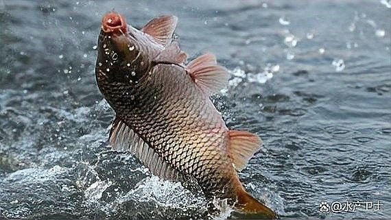 龍魚體內寄生蟲多久驅一次（小百科龍魚常見病及治療方法分享thy吃魚生后多久吃打蟲藥）