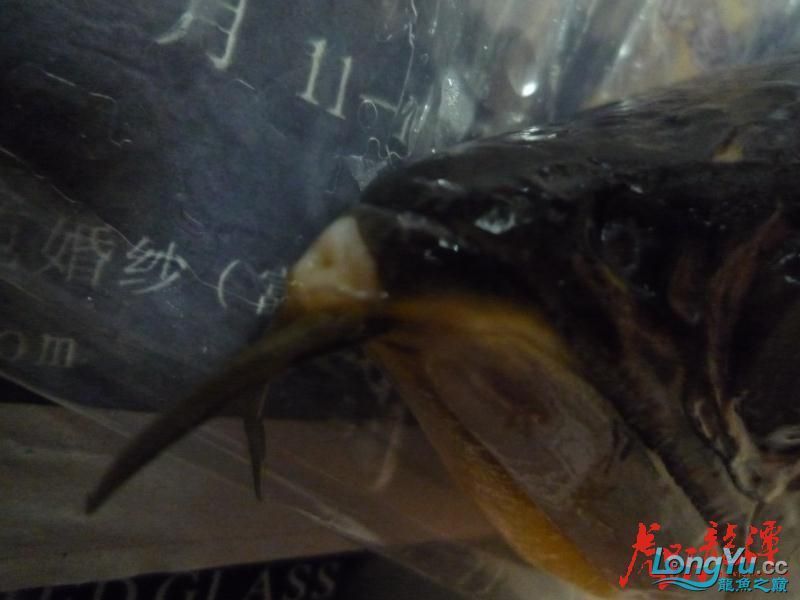混養(yǎng)進(jìn)行時(shí)之——騰缸的杯具（混養(yǎng)進(jìn)行時(shí)——騰缸的杯具）
