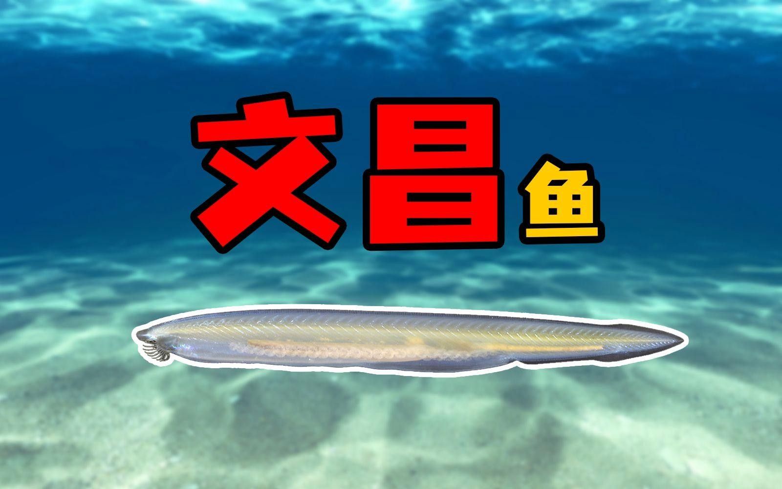 文昌魚(yú)長(zhǎng)什么樣子（文昌魚(yú)的介紹）
