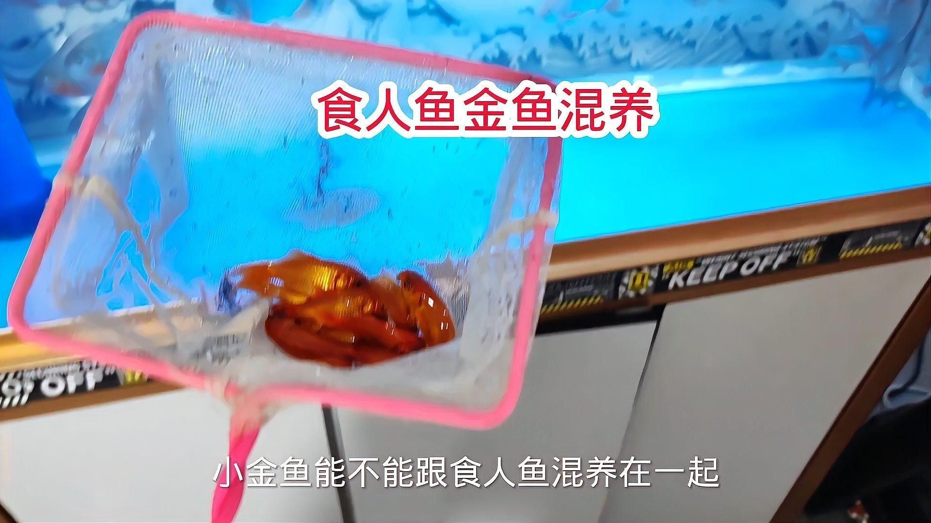 有哪些魚可以和食人魚混養？