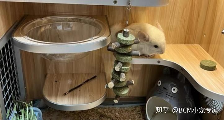 龍貓籠子大小如何選擇？（貓籠子的大小選擇是確保寵物健康和安全的關鍵因素）