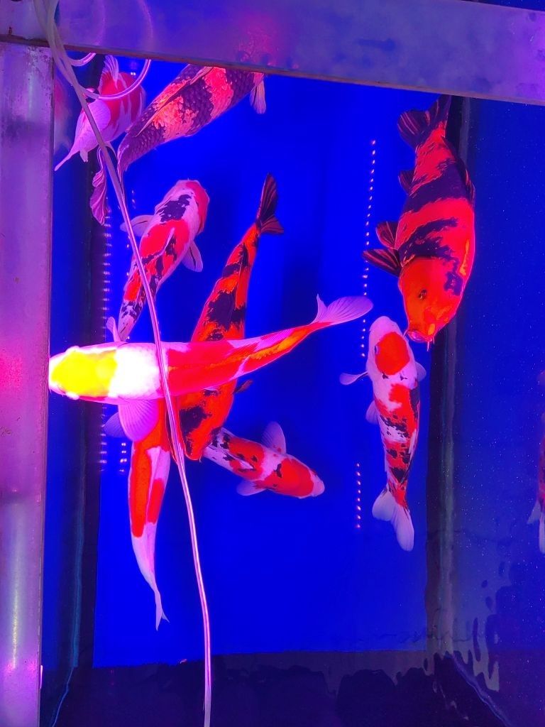 北流哪個水族館龍魚好？祥龍魚場龍魚 北流哪個水族館龍魚好？祥龍魚場龍魚 龍魚百科 第7張