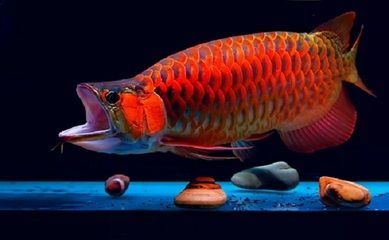 紅龍魚吃飼料怎么辦：關于紅龍魚吃飼料的問題