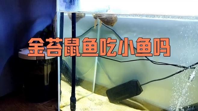 龍魚會消化金苔鼠嗎