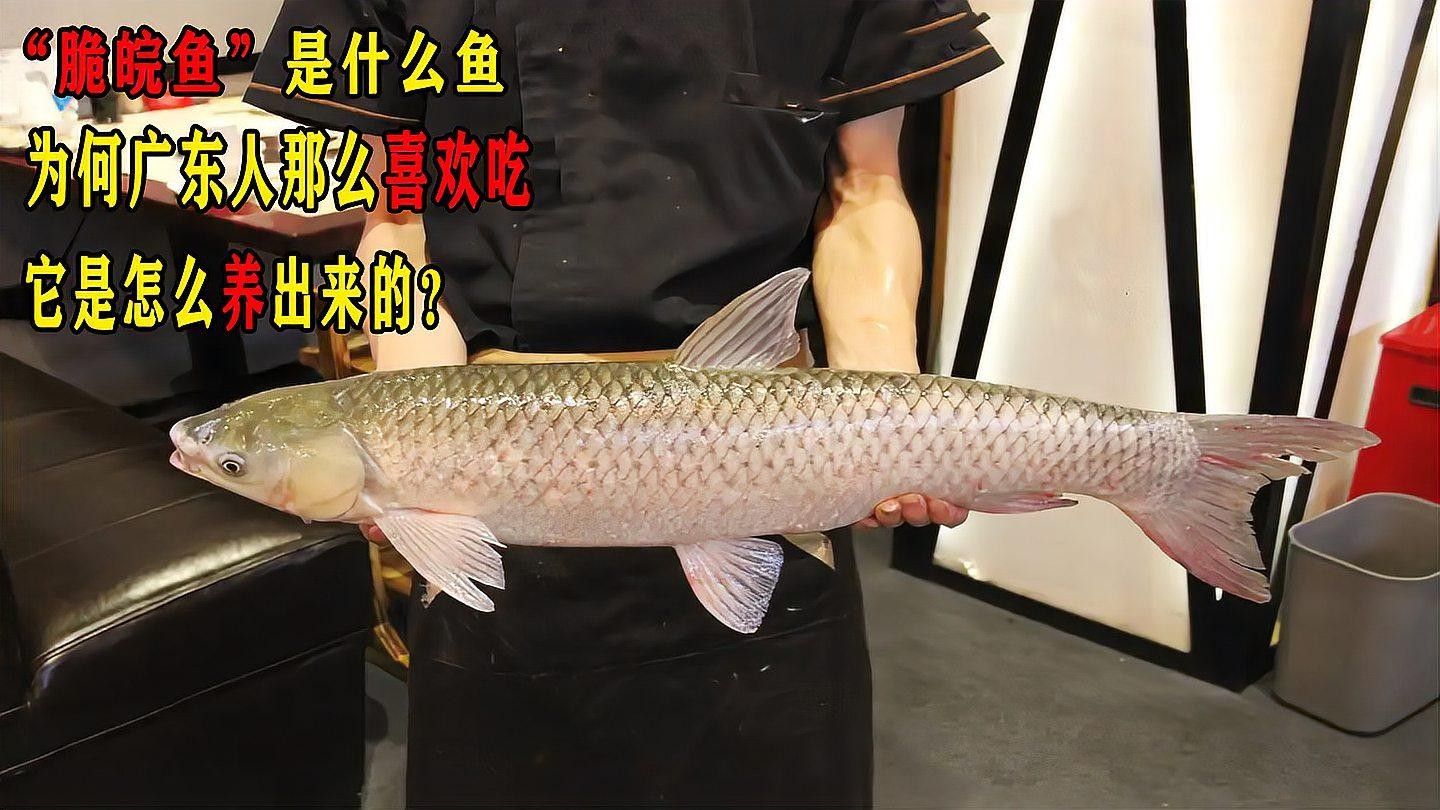 最好吃的淡水魚(yú)（最好吃的淡水魚(yú)是什么魚(yú)）