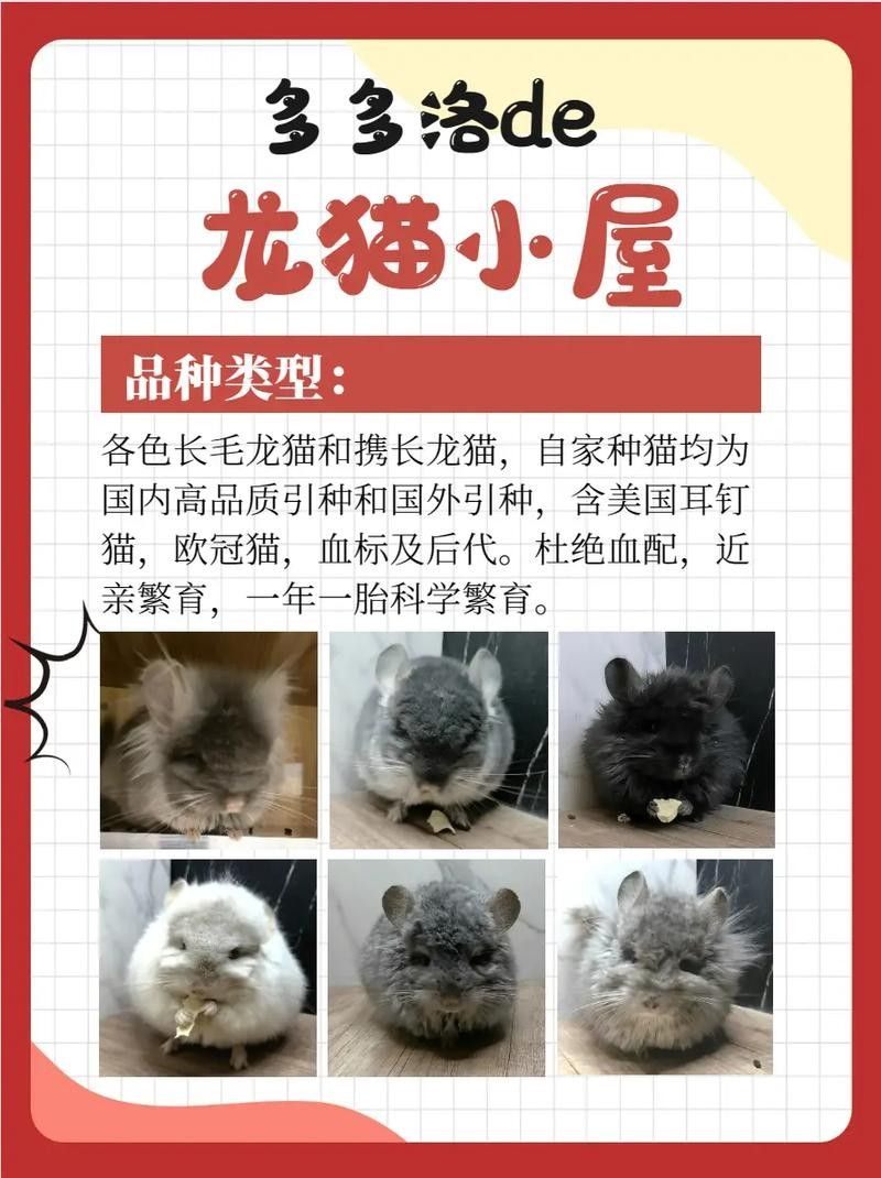 哪種貓最適合與龍貓共養？（哪種貓最適合與龍貓共養）