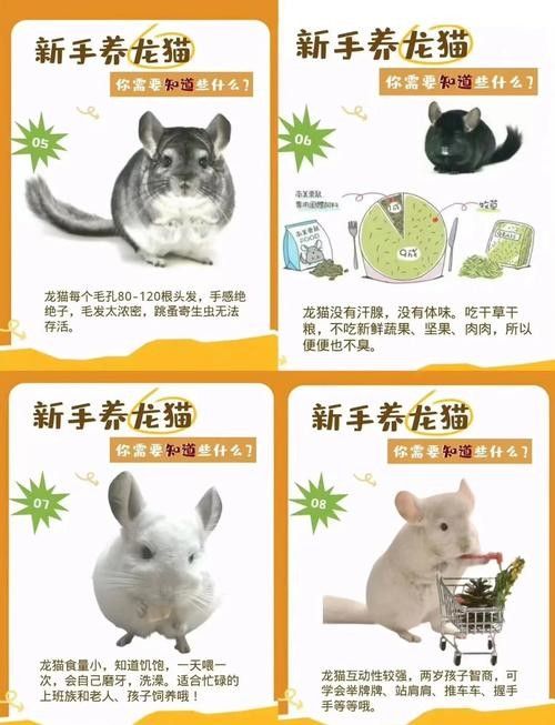 哪種貓最適合與龍貓共養？（哪種貓最適合與龍貓共養）
