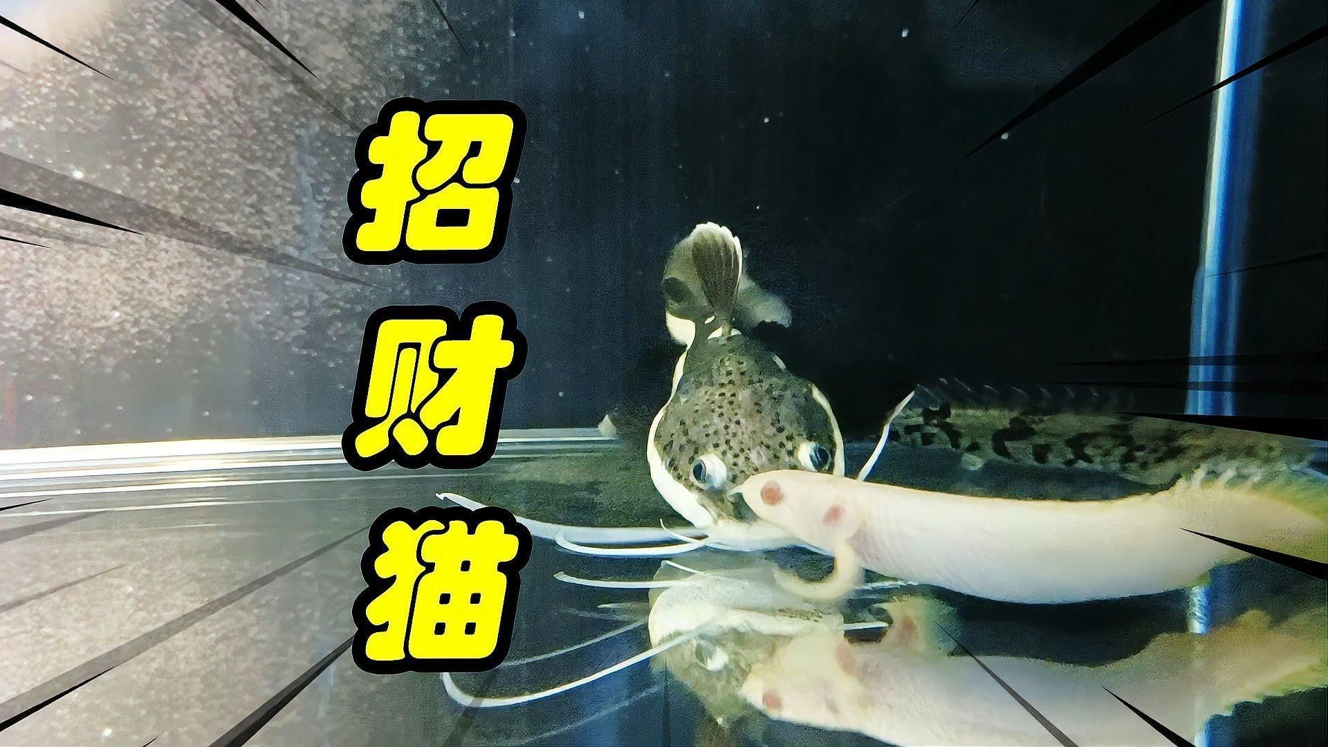 能推薦一些與招財貓魚混養的魚嗎（什么魚能和招財貓混養）