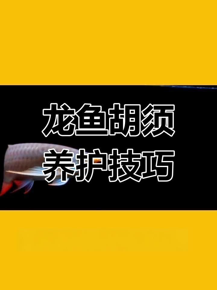 龍魚胡須長(zhǎng)最簡(jiǎn)單三個(gè)步驟