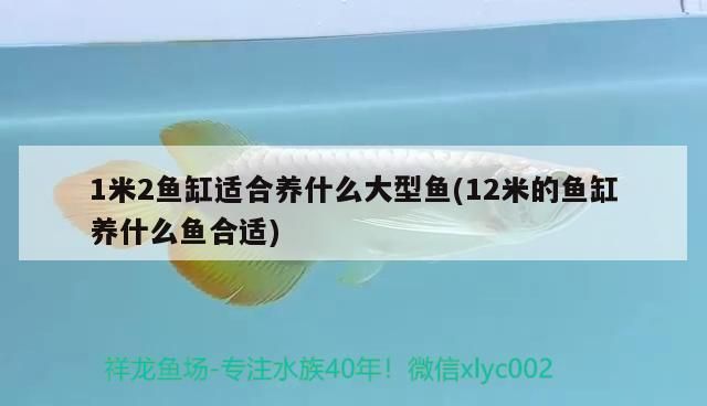 魚缸過濾器選購指南:自制魚缸過濾器魚缸上置過濾器對于養魚愛好者的必備知識 1米2魚缸適合養什么大型魚(12米的魚缸養什么魚合適) 觀賞魚百科 1米2魚缸適合養什么大型魚(12米的魚缸養什么魚合適) 1米2魚缸適合養什么大型魚(12米的魚缸養什么魚合適) 觀賞魚百科