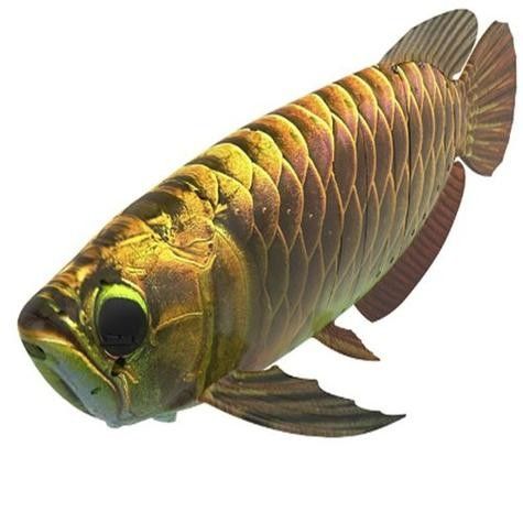 金龍魚仿生機器人有哪些型號（金龍魚仿生機器人型號）