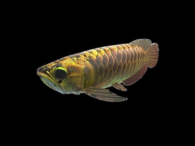 金龍魚仿生機(jī)器人有哪些型號(hào)（金龍魚仿生機(jī)器人型號(hào)）